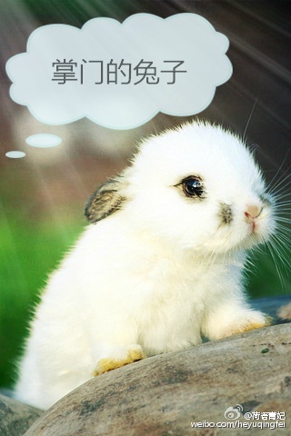 掌門的兔子 掌門的兔子