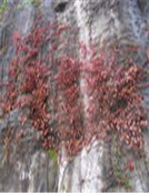 天使的祝福惡魔的守護 天使的祝福惡魔的守護